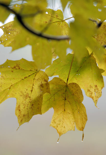 101314bp-fall-color-package-05